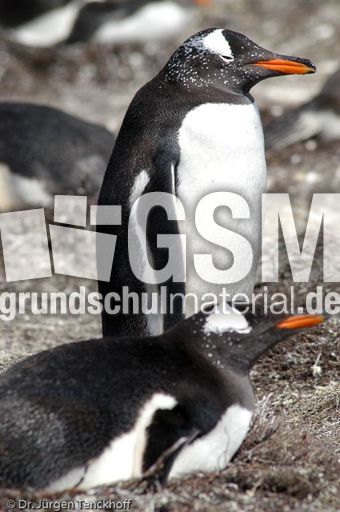 Eselspinguin (14 von 97).jpg